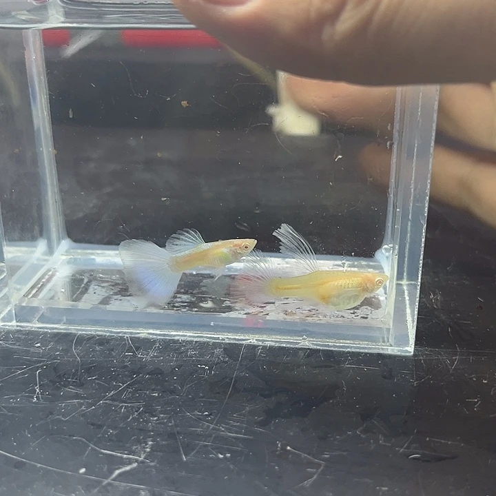 孔雀鱼蓝白大c1对