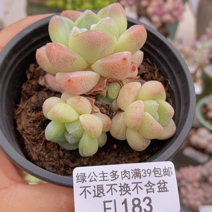 碧玉5cm183多肉植物