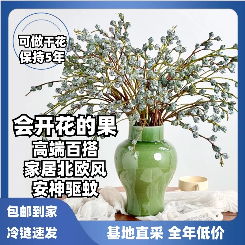 【精品钻石尤加利果】夏日不死鸟新鲜采摘做干花云南基地鲜花花材1