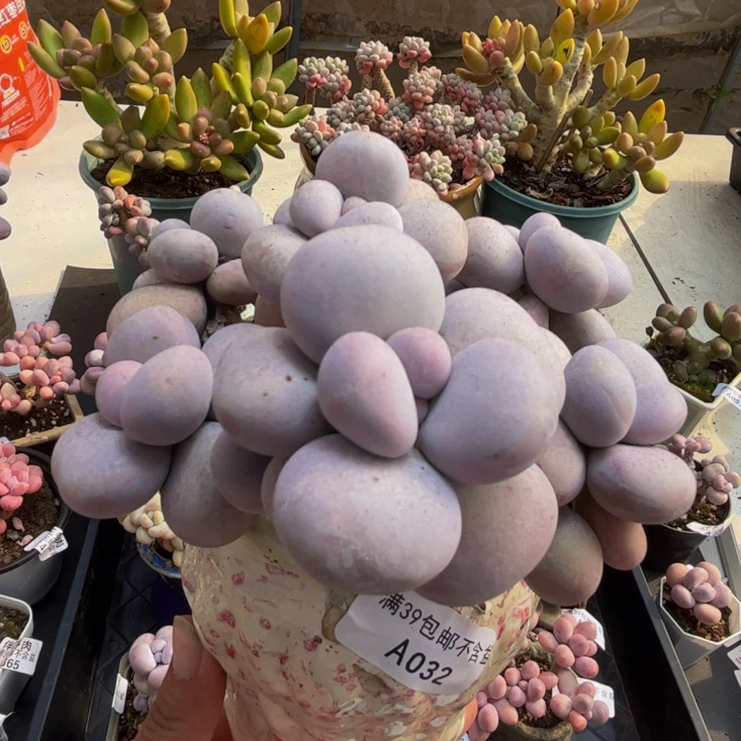 032/10cm芭比奶酪多肉植物