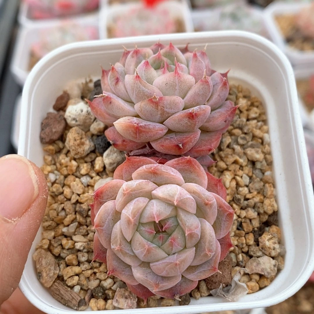 精品多肉一物一拍185