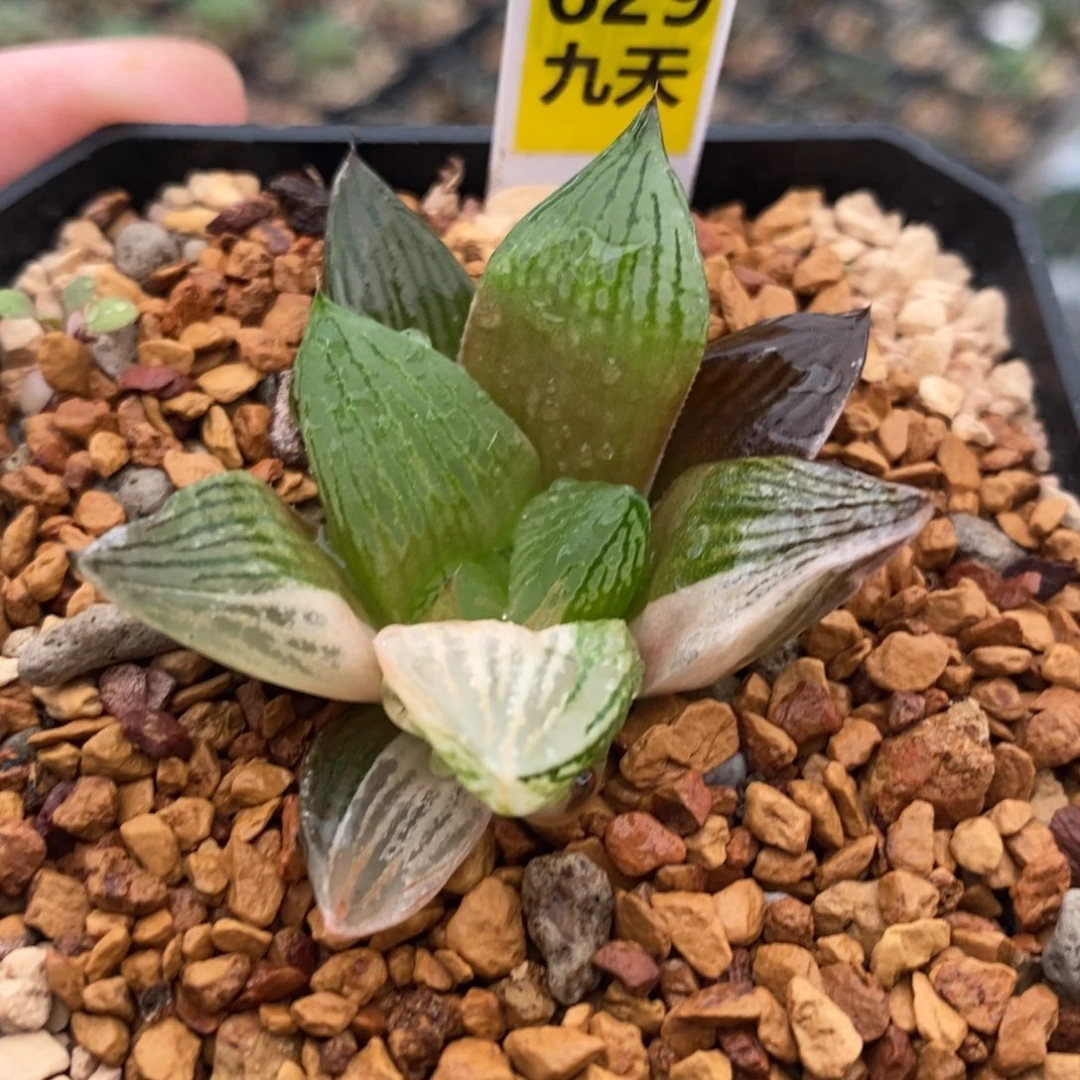 龙****?629号三仙变异锦多肉