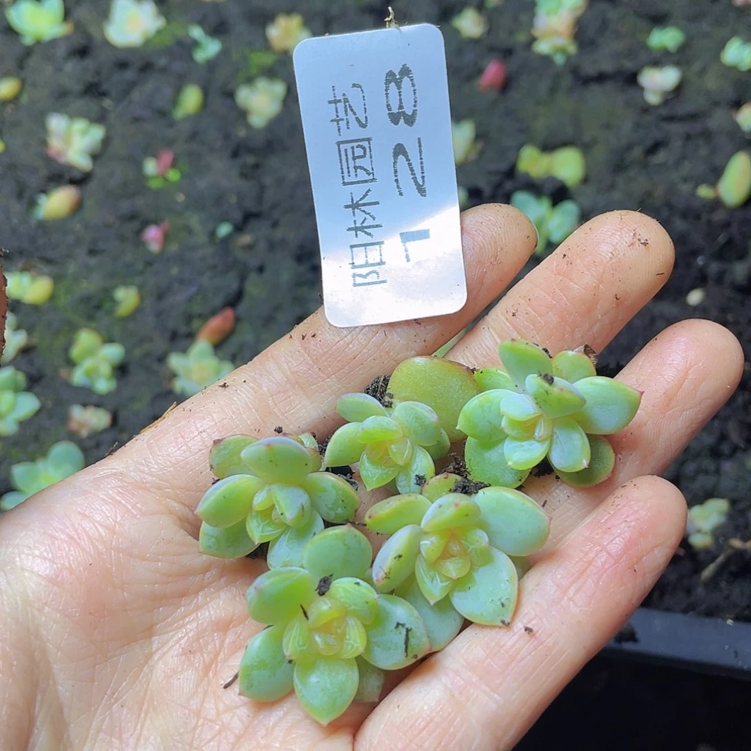 桃****多肉植物多肉植物128