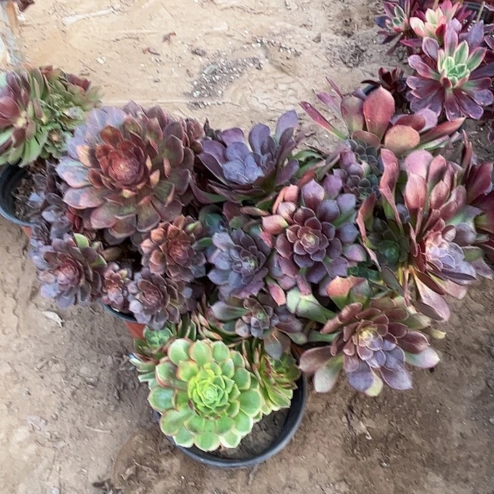 057多肉植物瑕疵特价，