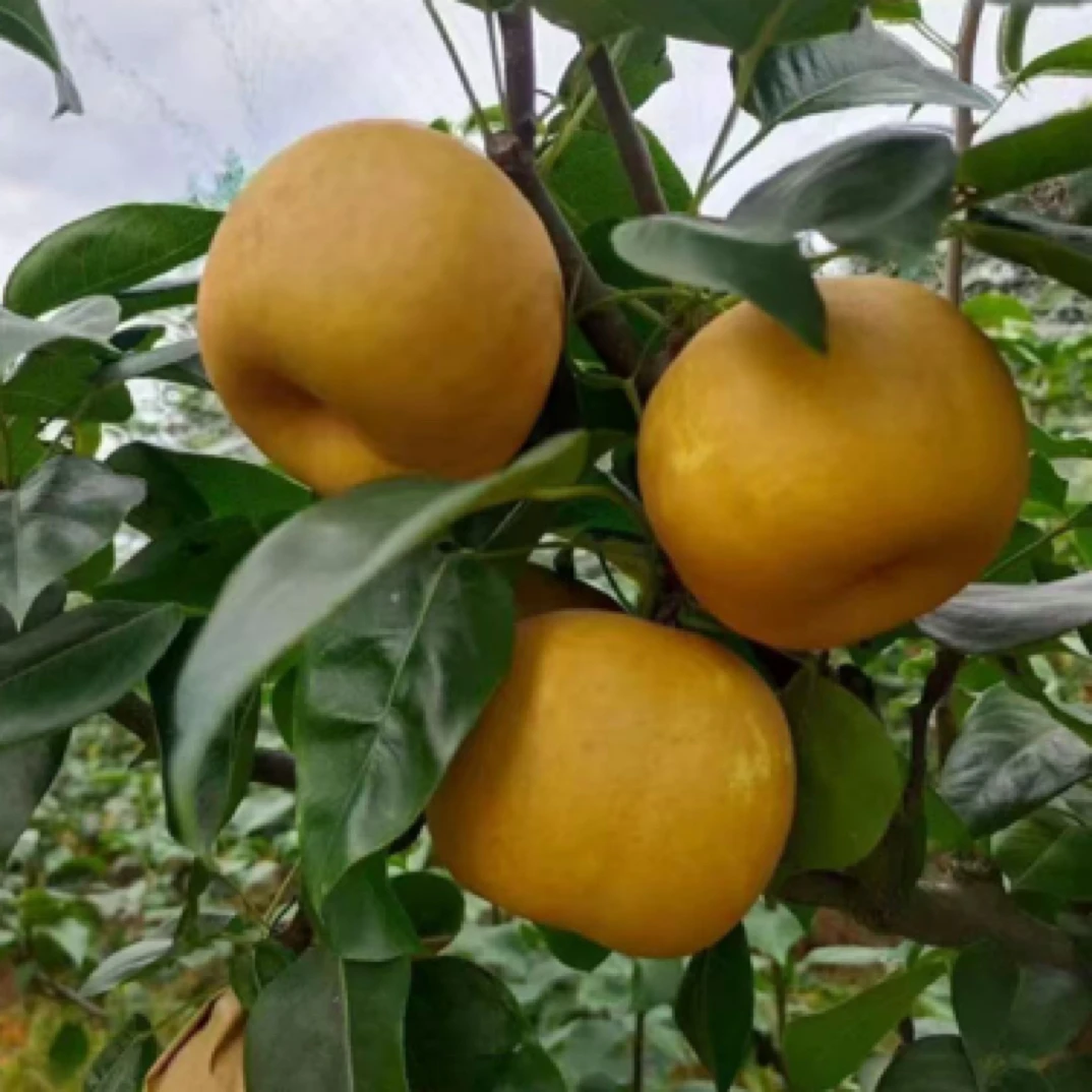 江西金溪蜜梨自然熟翠冠梨套袋翠冠梨香甜清脆果园直销5/8斤