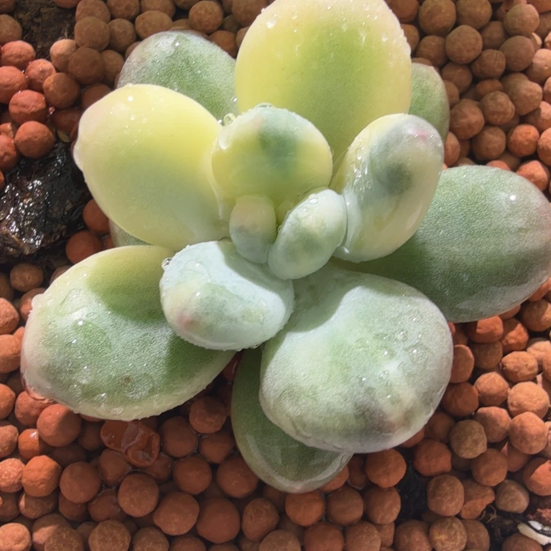 奶酪锦，多肉植物。