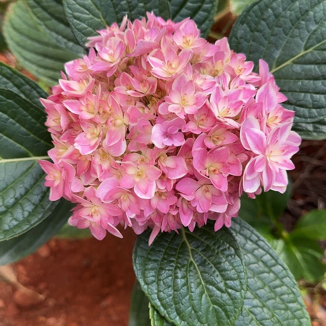 绣球切花一物一拍3枝起包邮，4