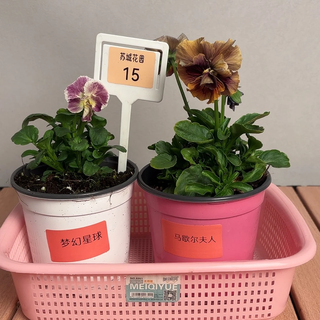 大部分开放少量花苞15