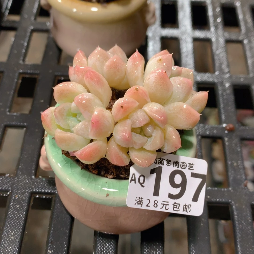 肉萌萌5cm拇指盆多肉AQ197