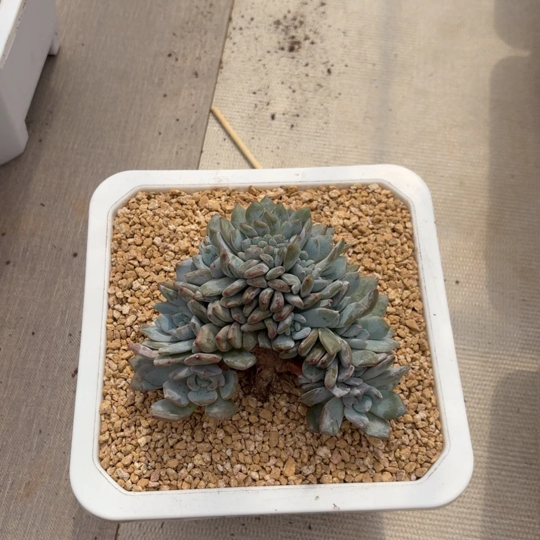 格***文06.009突尼斯树缀