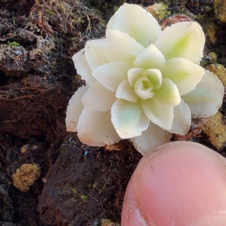 小卡拉米秋夕锦432