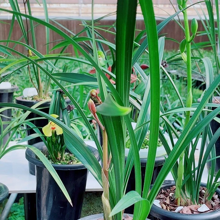 J***3无花朵一物一漂亮开花