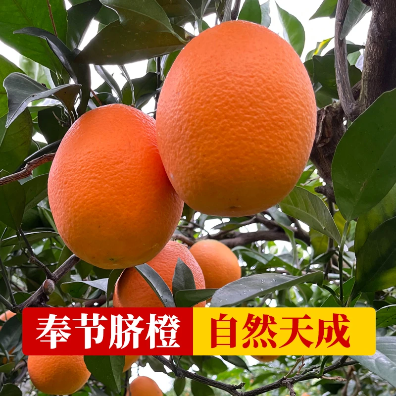 【72-1果园直发】正宗重庆奉节脐橙果肉细腻多汁新鲜现摘现发