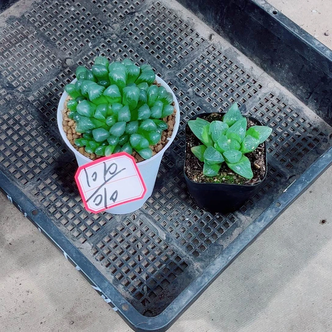 糯姬玉露冰城寿 玉露