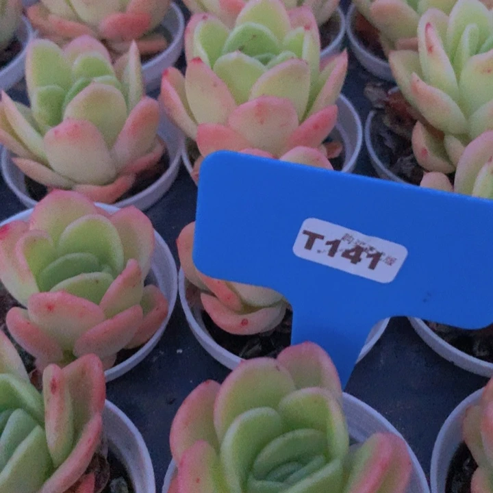 t141玉杯东云带盆