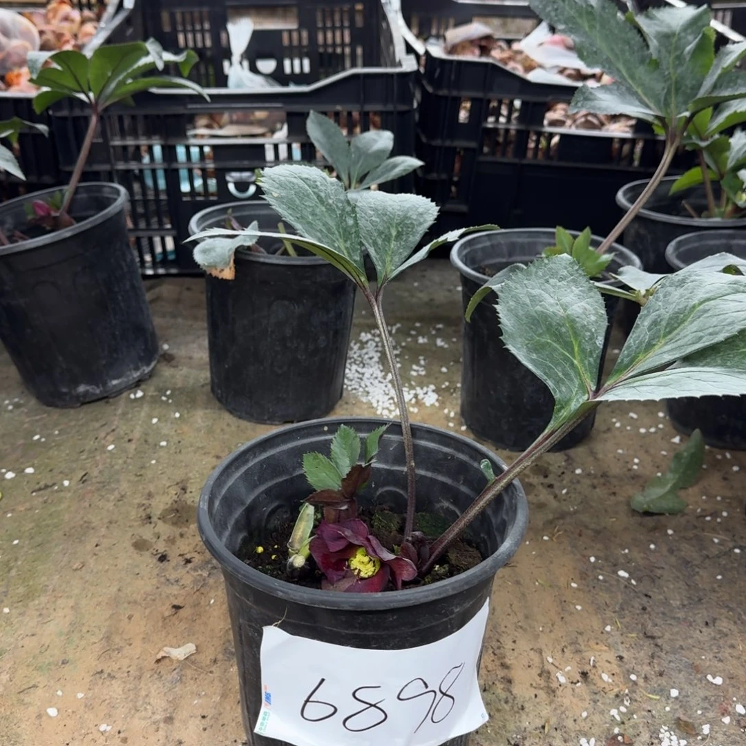 完全开放铁筷子6898