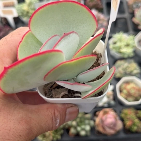 532白眉一物一拍多肉