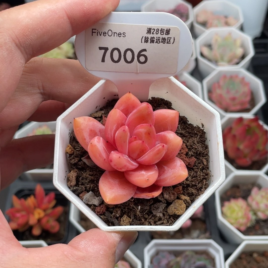 Q橙7006-5.00厘米
