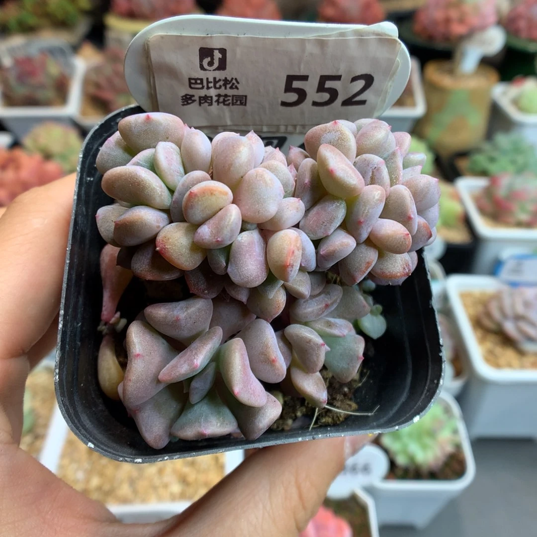 552血精灵缀化多肉植物