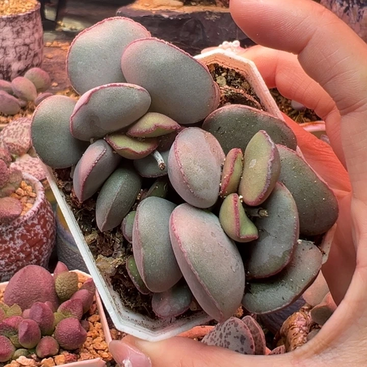 红蛋。