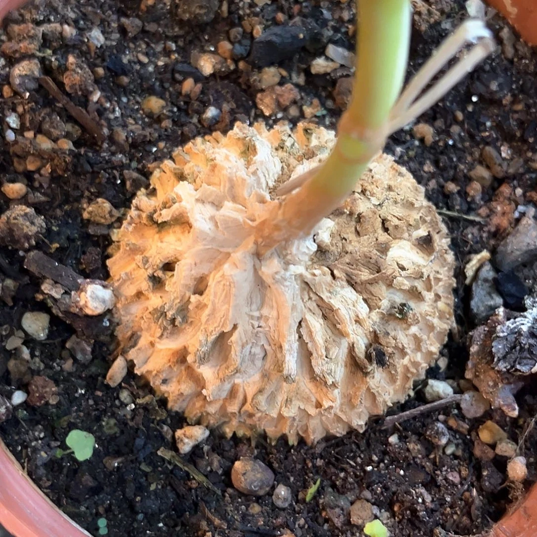 潮流植物龟甲罗魔，大漏