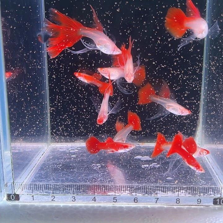 孔雀鱼一点红蝶翼大c11条