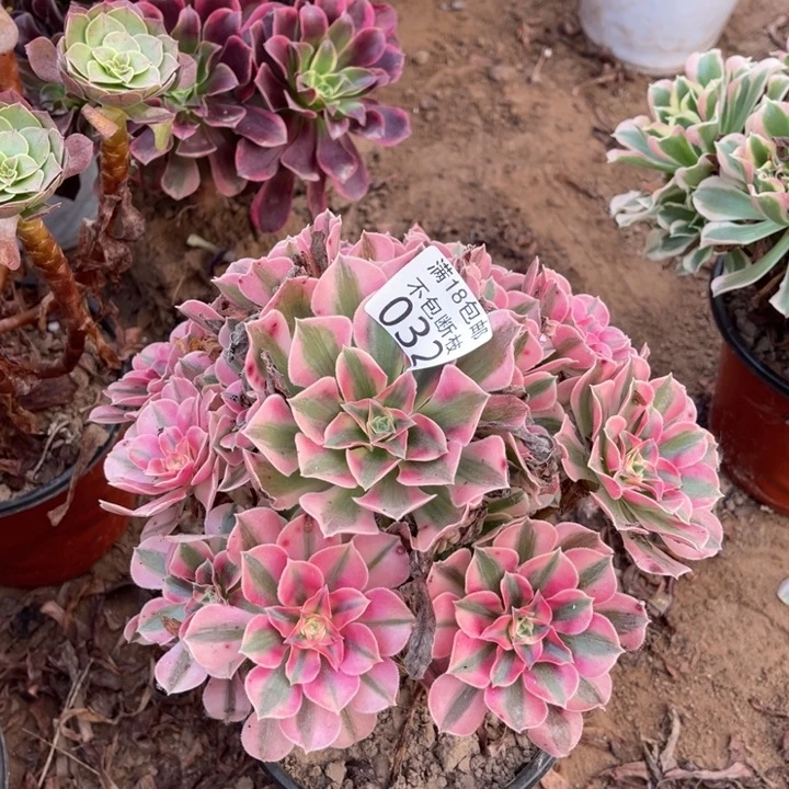 032粉女巫桩不太直1