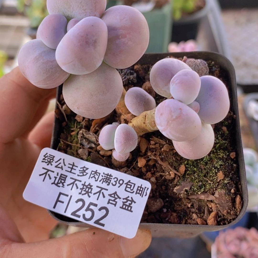 芭比奶洛6cm252多肉植物