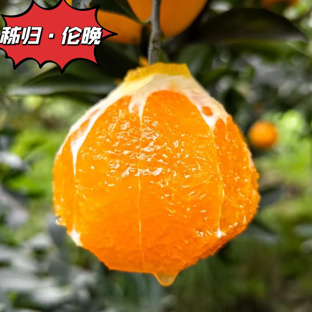 湖北三峡秭归江边春橙伦晚/果园直发/个小/应季水果/坏果包赔