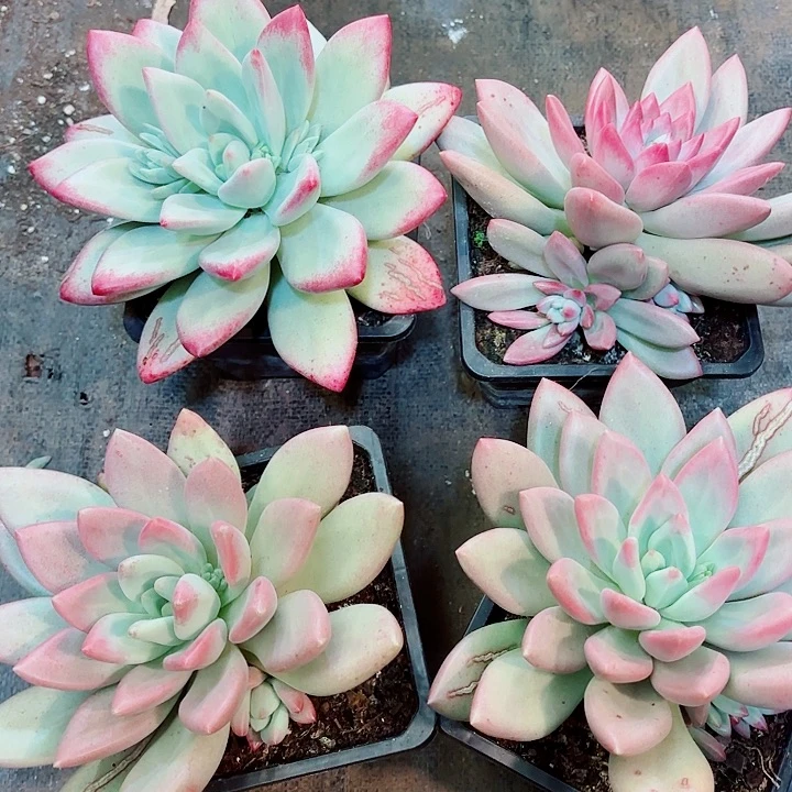 赫本鲁斯单头带崽精品多肉盆栽