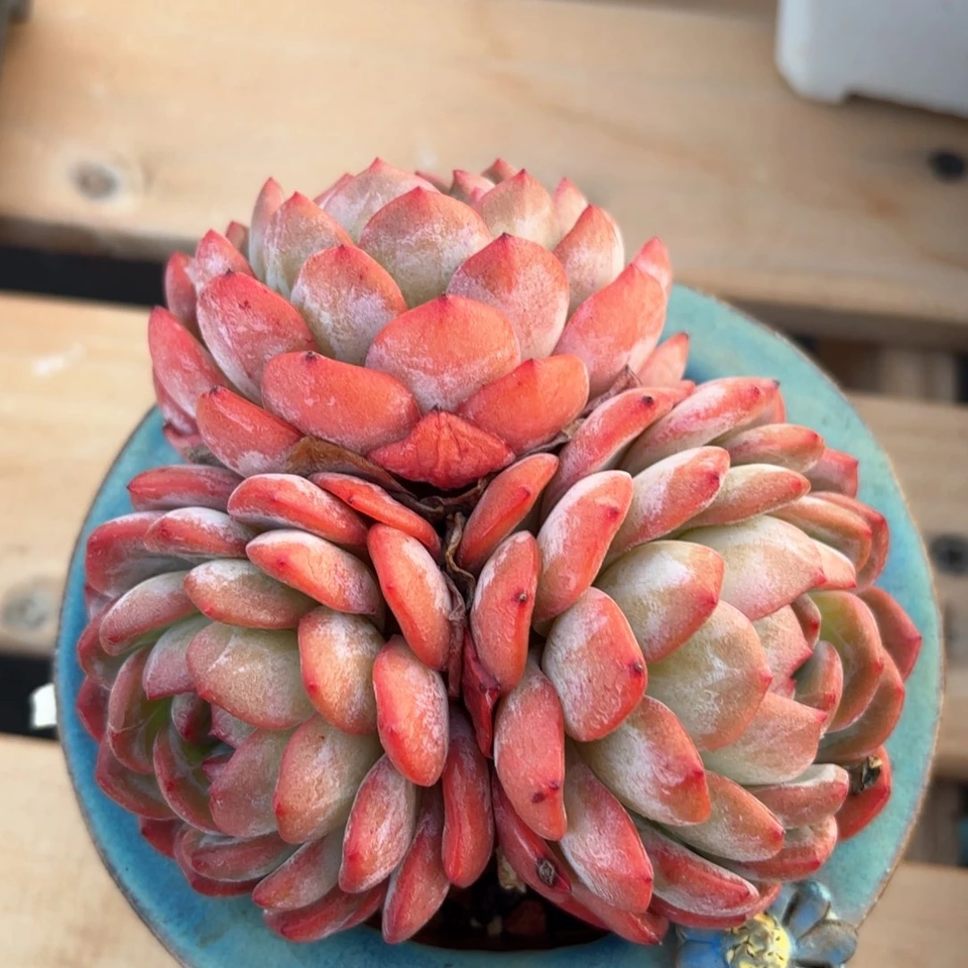 上岛他肉肉肉肉肉