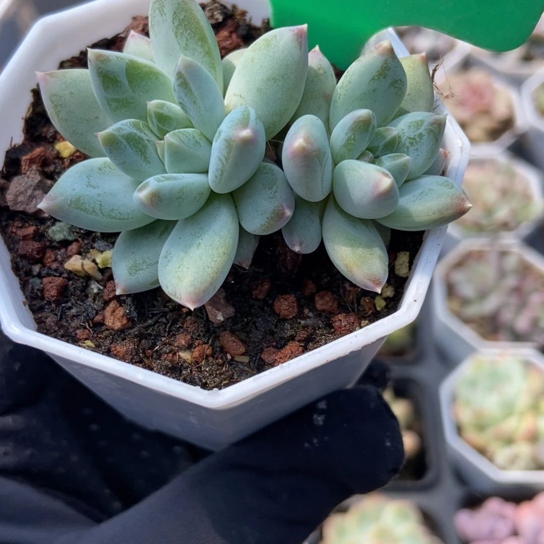6伊丽莎白多肉植物保护