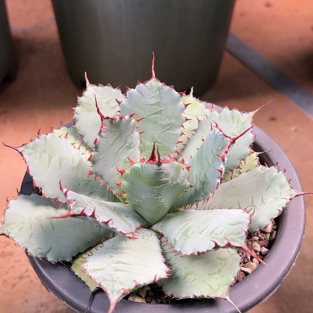 无花朵多肉植物瓜达龙舌兰