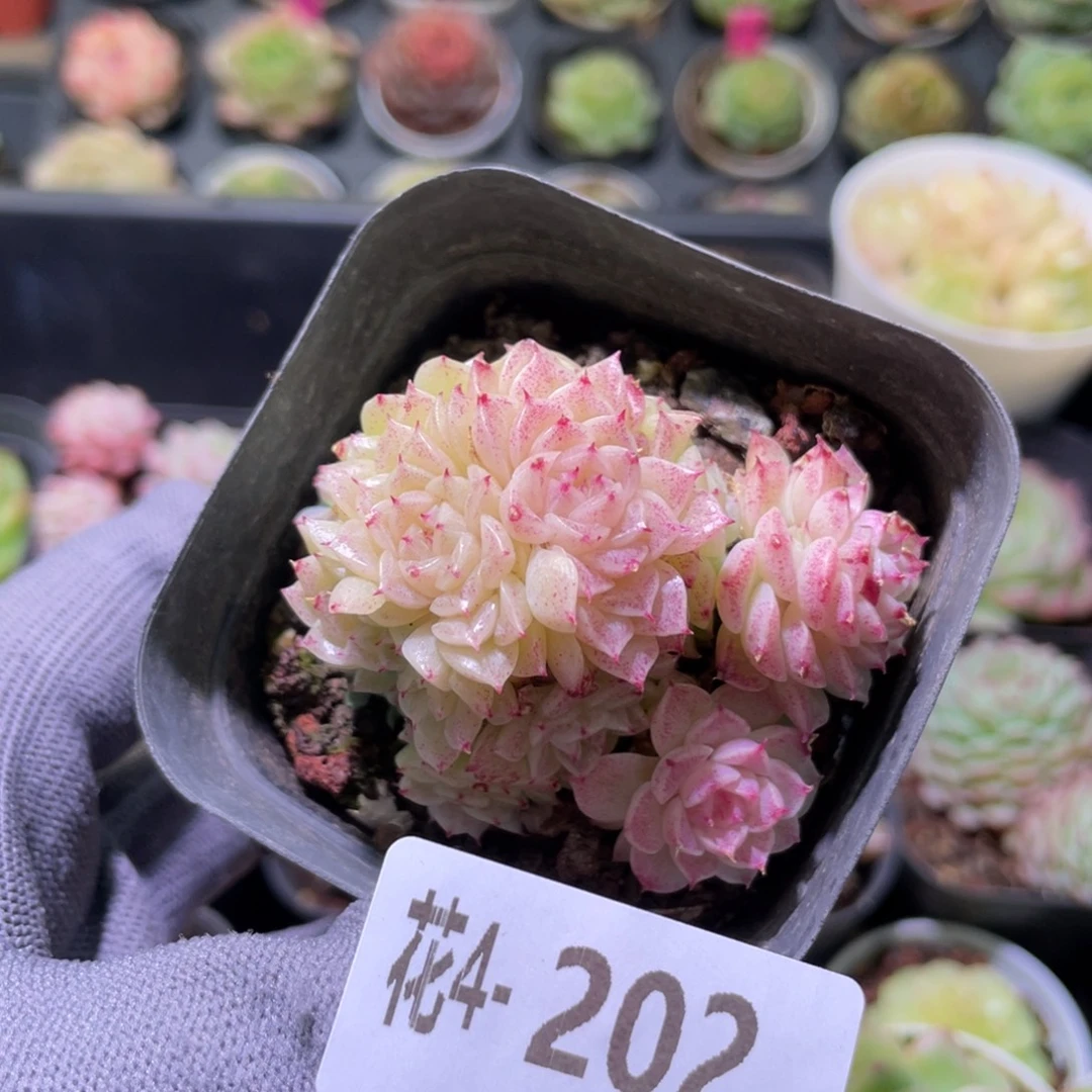 花利美4-202麦秆