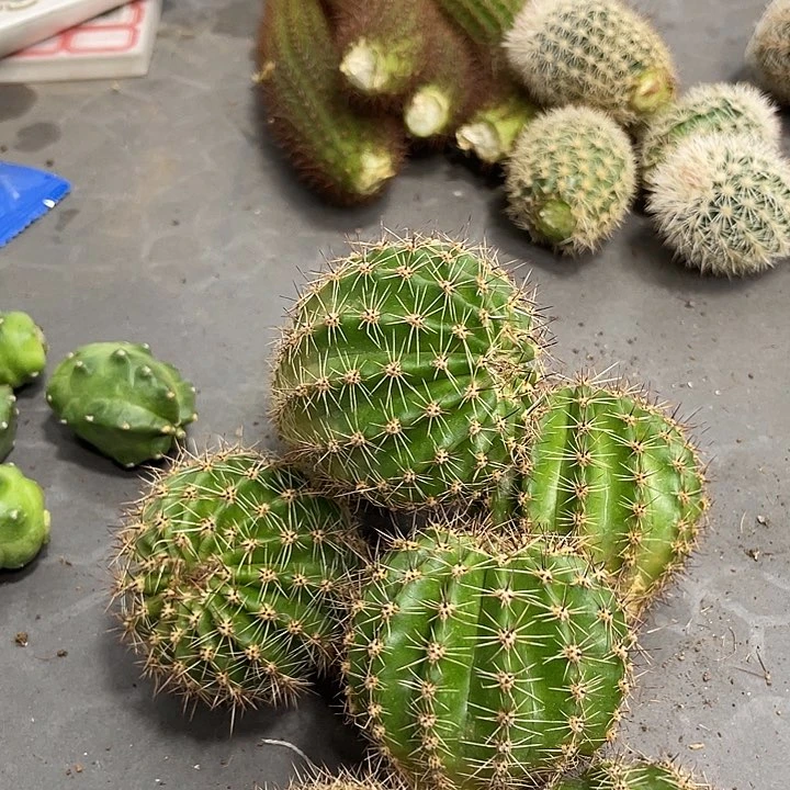 千层酥彩草新品测芽一个