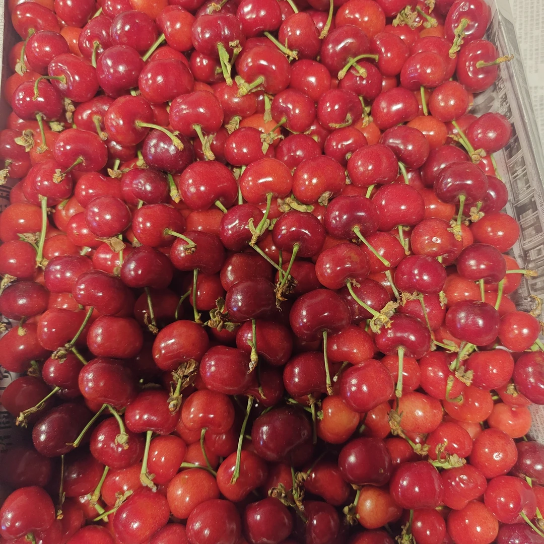 大连美早樱桃J。净2斤左右新鲜水果美早樱桃
