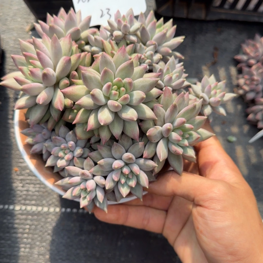 一物一拍红体虞美人完美捧花23