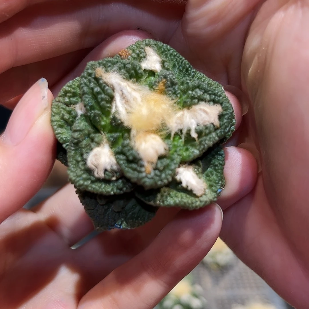 4cm无根福利龟甲牡丹