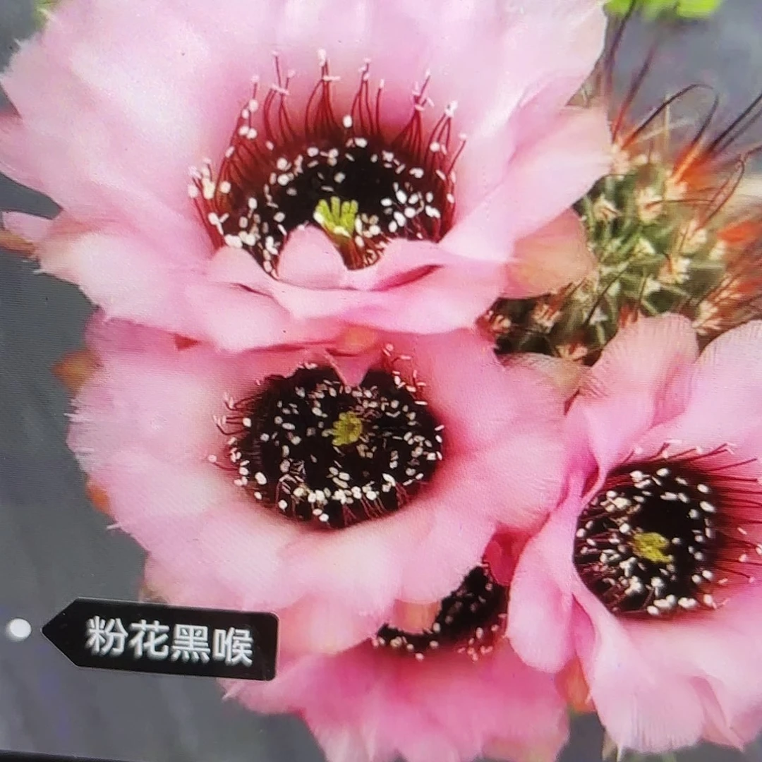 粉黑喉侧牙20包邮仙人球12