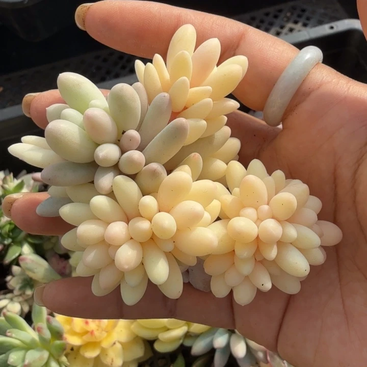 婴儿手指锦 腹轮锦