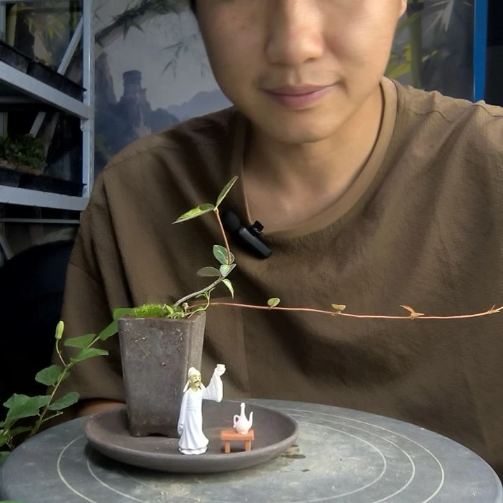 ꧁**꧂中青园艺一物一拍41