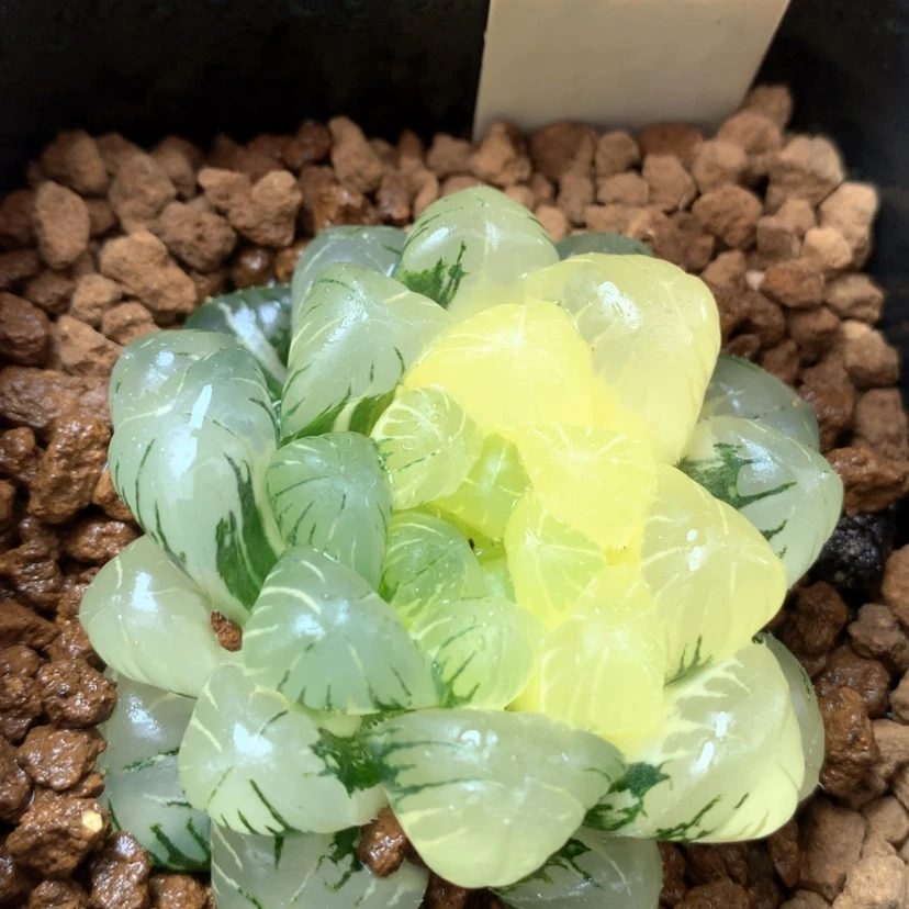 【闪购商品】57-3实生玉露