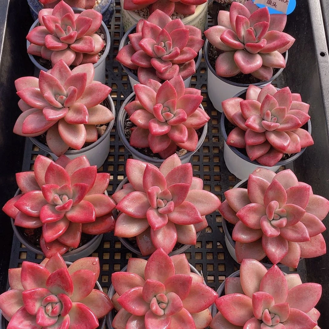 量拍70号 赫菲斯托大单头一个