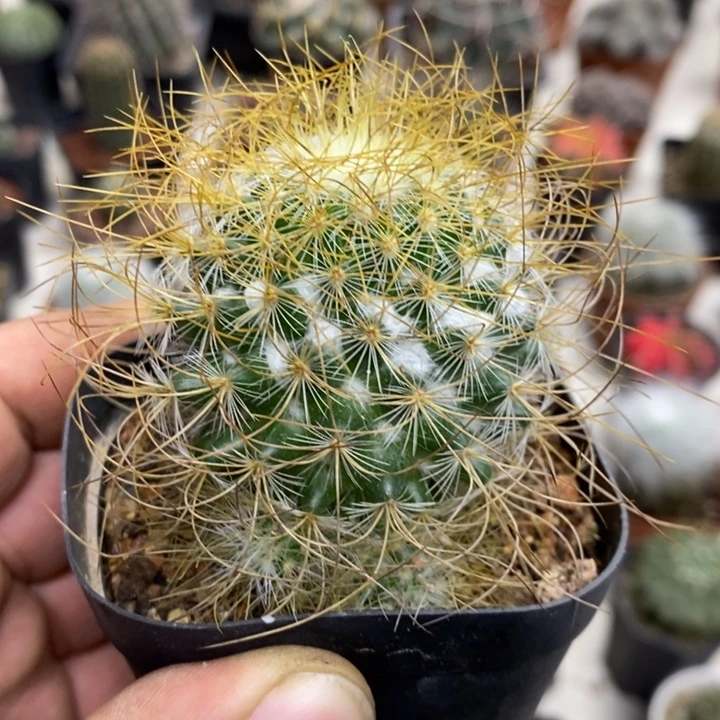 狂刺海泉特价福利