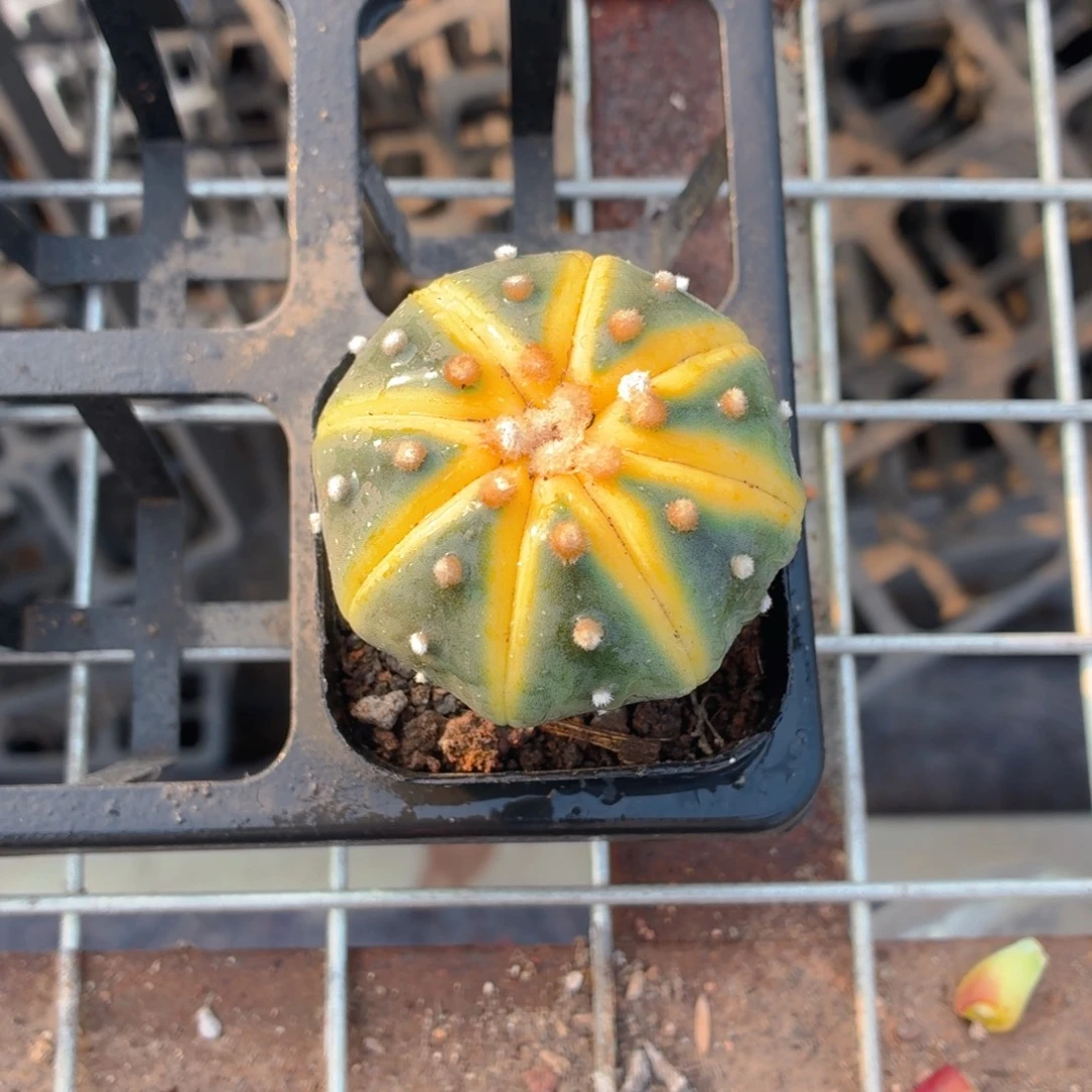 星兜锦多肉9.9包邮发货
