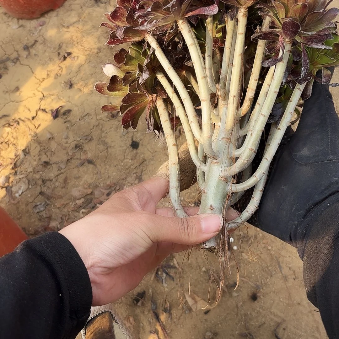 117黑法师多肉植物