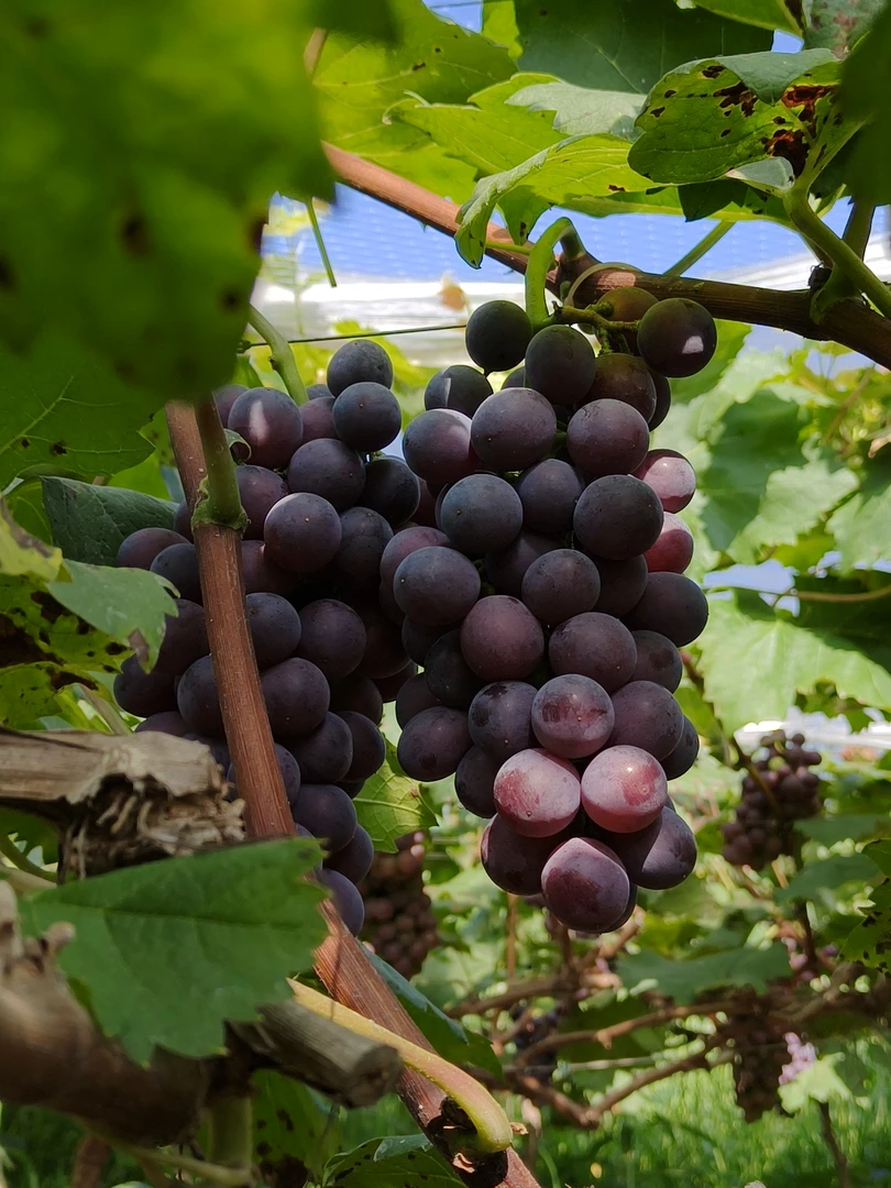 新鲜现摘贵州高山夏黑葡萄当季应季水果京东包邮