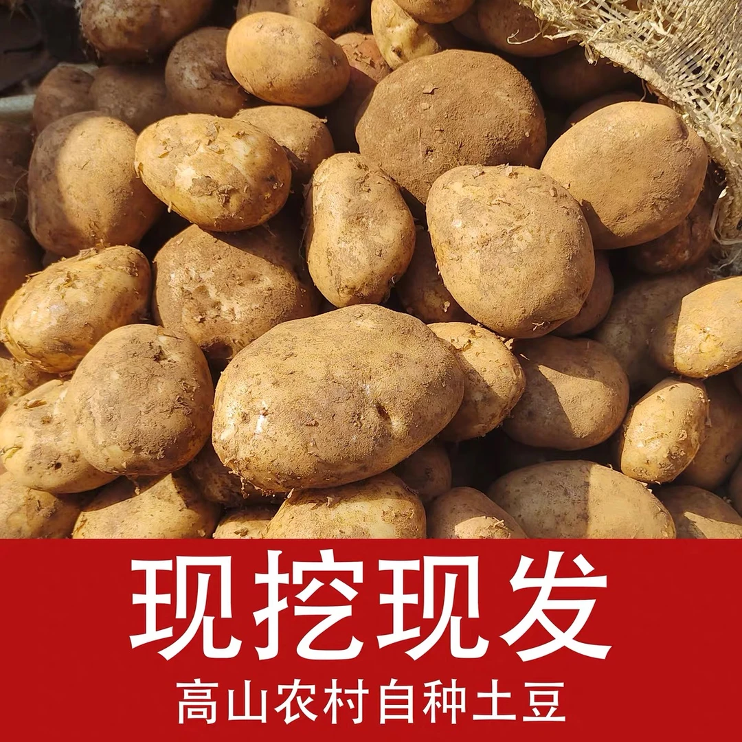 特产高山黄心马尔科土豆5斤装