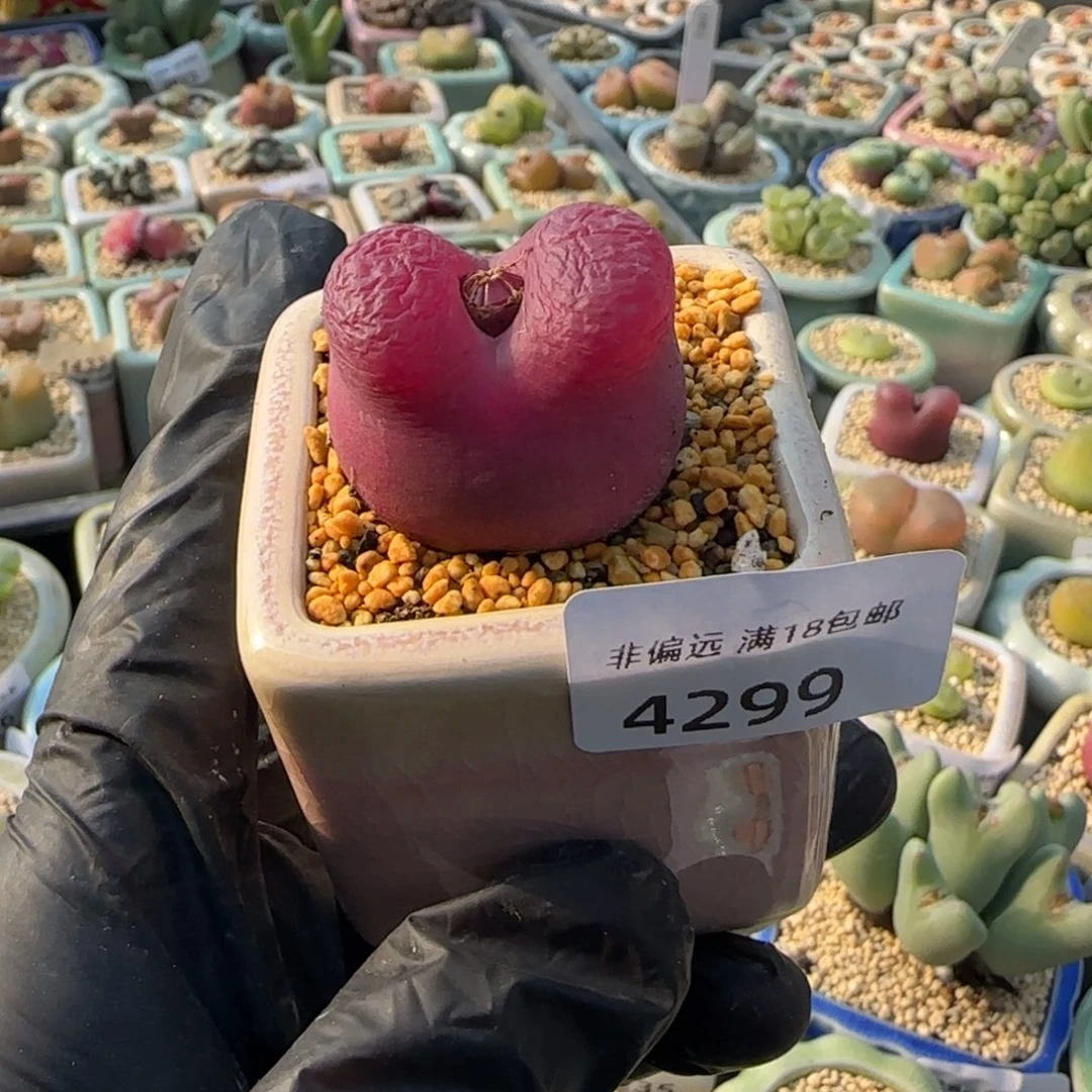 一***子4299--一物一拍 带盆