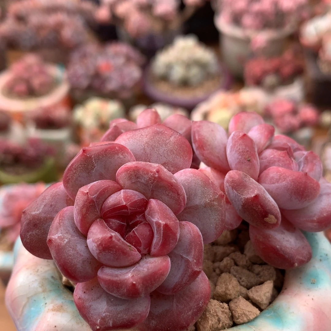 星影一物一拍 024